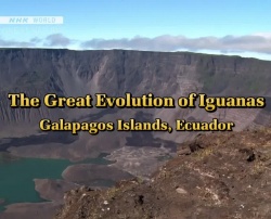 Great Nature - The Great Evolution of Iguanas